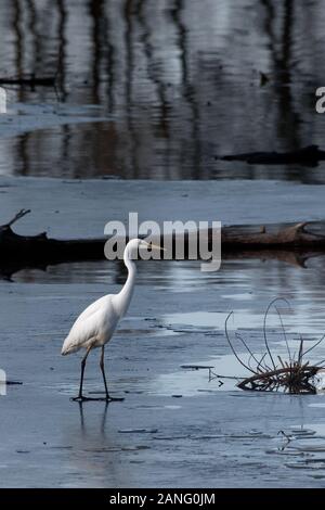 great egret (Ardea Alba Modesta) in the Bavarian Chiemsee, foraging and fishing, partly on ice in the cold season Stock Photo