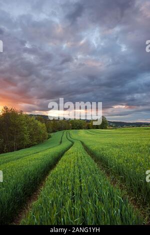 A barley field in saxony with an impressive sunset on the horizont. Stock Photo