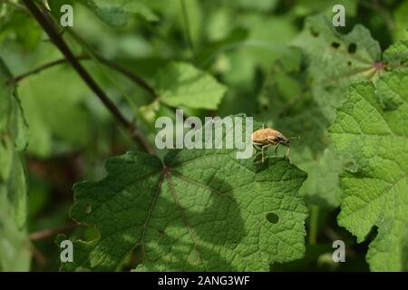 A weevil beetle crawling on a green leaf. Surakarta, Indonesia. Stock Photo
