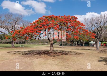 View of a blooming Royal Poinciana tree (Delonix regia) also known as flamboyant, flame of the forest tree and captured in the New Farm Park in Brisba Stock Photo