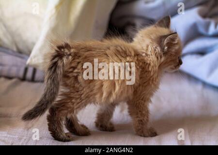 cute little kitten with blue eyes and fluffy hair plays in the house on the bed under the covers Stock Photo