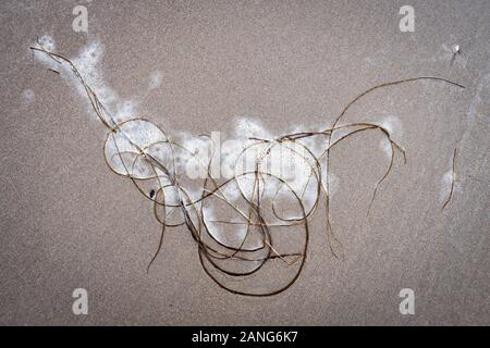 Seaweed making a pattern on beach, Tywyn (Towyn), Wales Stock Photo
