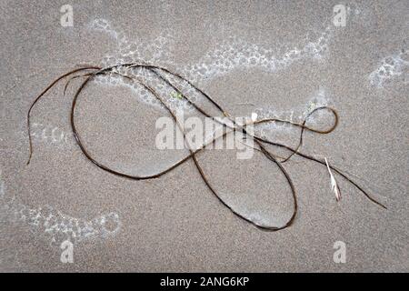 Seaweed making a pattern on beach, Tywyn (Towyn), Wales Stock Photo