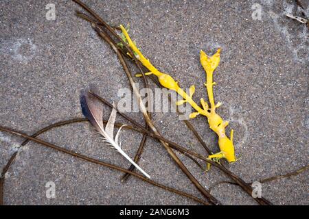 Seaweed making a pattern on beach, Tywyn (Towyn), Wales Stock Photo