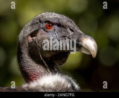 Headshot of an Andean Condor, the biggest flying bird in the world. Wingspan can be over 10ft! Stock Photo