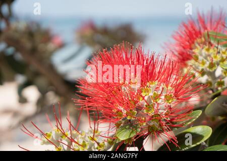 The Pohutukawa tree which is also called the New Zealand Christmas tree is in full bloom around Auckland in summer Stock Photo