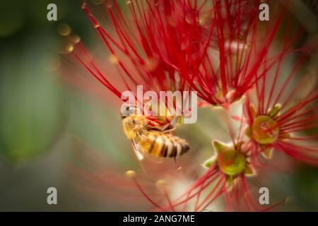 The Pohutukawa tree which is also called the New Zealand Christmas tree is in full bloom around Auckland and bees are loving these red flowers Stock Photo