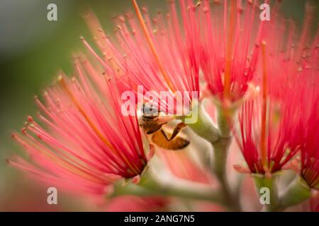 A bee is framed by Pohutukawa flowers which is also called the New Zealand Christmas tree Stock Photo