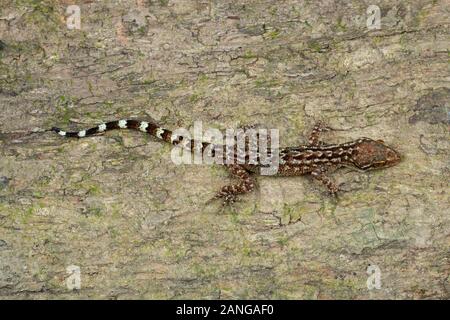 Bent toed gecko, Cyrtodactylus sp., nocturnal geckos, Himalayas, northeast India Stock Photo