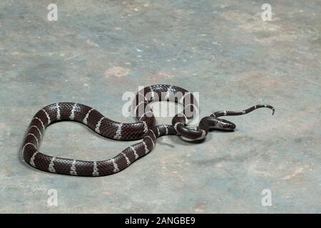 The White-banded wolf snake, Lycodon septentrionalis, also known as the Northern large-toothed snake found in Asia Stock Photo