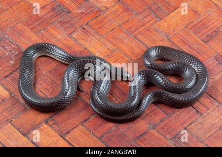 Greater Black Krait, Bungarus Niger Venomous Snake In The Family ...