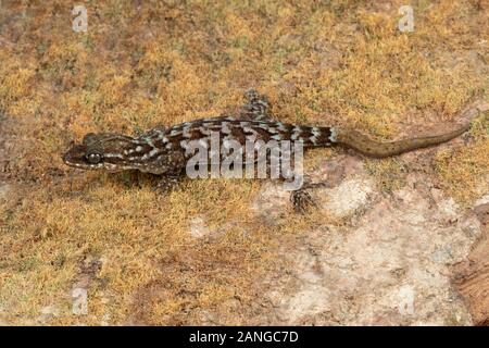 Bent toed gecko, Cyrtodactylus sp., nocturnal geckos, Himalayas, northeast India Stock Photo