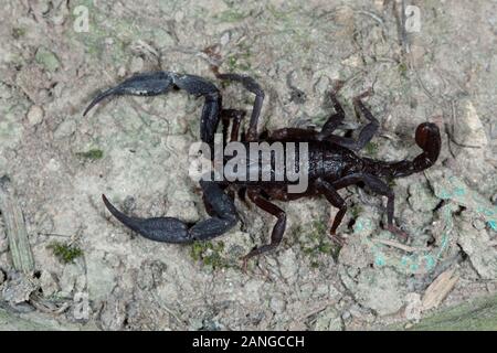 Tarantula of the genus Lyrognathus. These tarantulas live in burrows on mud escarpment along roads. Stock Photo