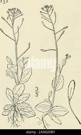 An illustrated flora of the northern United States, Canada and the British possessions : from Newfoundland to the parallel of the southern boundary of Virginia and from the Atlantic Ocean westward to the 102nd meridian; 2nd ed. . CRUCIFERAE. Vol. II. II. Draba nemorosa L. Wood Whitlow-grass.Fig. 2007. Draba nemorosa L. Sp. PI. 643. 1753. Winter-annual, loosely stellate-pubescent, 6-i2 high,branchirg below, leafy to the inflorescence. Leavesoblong-ovate, or lanceolate, obtuse, sessile, dentate, thelower io-i2 long, s-7 wide, the upper smaller;flowers yellow, fading to whitish, i broad; petalsno Stock Photo