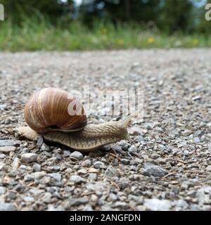 Close-up of a edible snail, helix pomatia Stock Photo