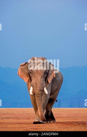 African Elephant, Tusker, Jim Corbett National Park, Uttarakhand, India Stock Photo