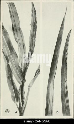 Journal of Agricultural Research . ^. Journal of Agricultural Research Washington, D. C A Bacterial Stripe Disease of Proso IVIille Plate 4 Stock Photo