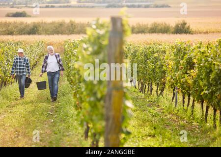 Harvest workers or seasonal workers work in the vineyard during the wine harvest Stock Photo