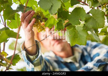 Hand of harvest worker when picking grapes in vineyard in autumn Stock Photo