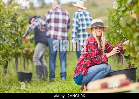 Woman as a harvest assistant with the manual grape harvest on the vine in the vineyard Stock Photo