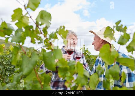 Two winegrowers drink a glass of red wine in the vineyard during the wine harvest Stock Photo
