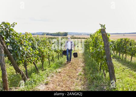 Harvest workers as seasonal workers in the vineyard during the autumn harvest Stock Photo