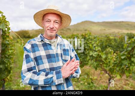 Satisfied winegrower or harvest helper harvesting wine in the vineyard Stock Photo