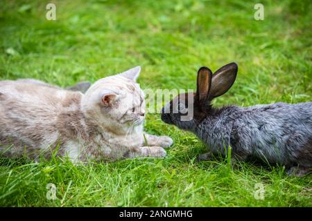 Siamese cat and brown rabbit sitting together on the green grass in the summer garden. Easter concept Stock Photo