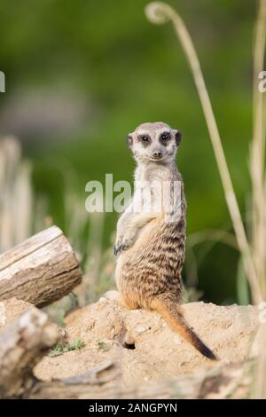 Portrait of a cute meerkat stands on alert, watching us Stock Photo