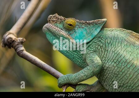 Beautiful portrait of a green panther chameleon on a tree branch, wildlife, animal