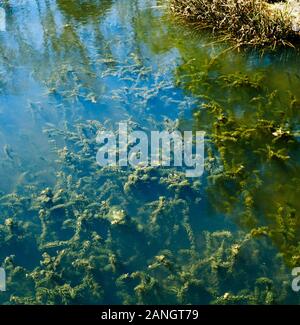 ELODEA CANADENSIS Stock Photo