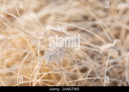 Frost on the grass and reed. Ice crystals close up. Nature Winter Background. Frost day of winter. Stock Photo