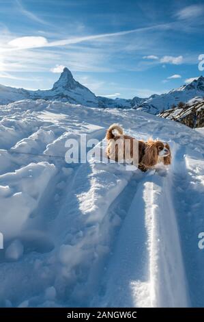 standing cocker spaniel in show in front of Matterhorn in Zermatt in the Swiss Alps Stock Photo