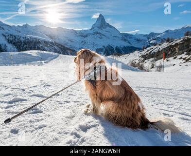 sitting cocker spaniel in show in front of Matterhorn in Zermatt in the Swiss Alps Stock Photo