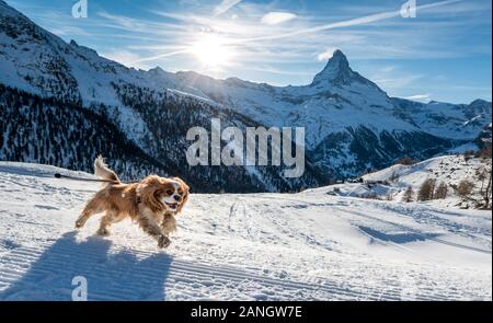 running cocker spaniel in show in front of Matterhorn in Zermatt in the Swiss Alps Stock Photo