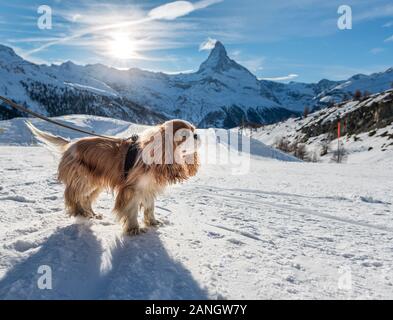 standing cocker spaniel in show in front of Matterhorn in Zermatt in the Swiss Alps Stock Photo
