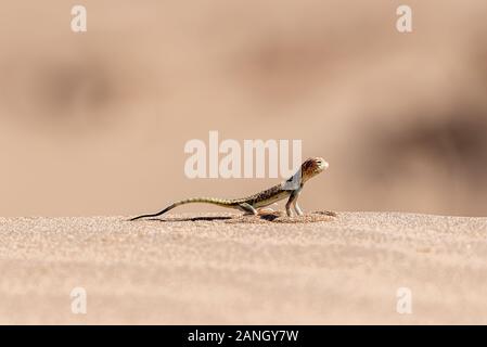 a lizard in the desert in iran Stock Photo