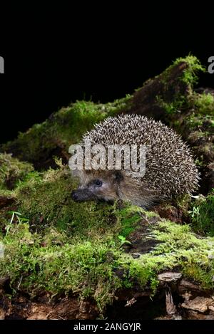 portrait of a hedgehog on log pile Stock Photo