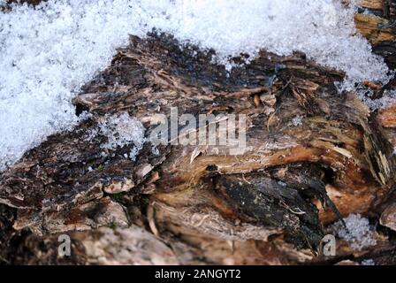 Rough tree bark covered with snow, natural organic background close up detail Stock Photo