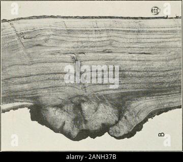 Journal of Agricultural Research . Journal of Agricultural Research Washington, D. C. A New Tumor of the Apricot Plate 4. Stock Photo