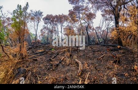 Bush fire affected area in Australia Stock Photo
