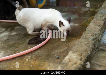 Cat drinking water on the concrete floor Stock Photo