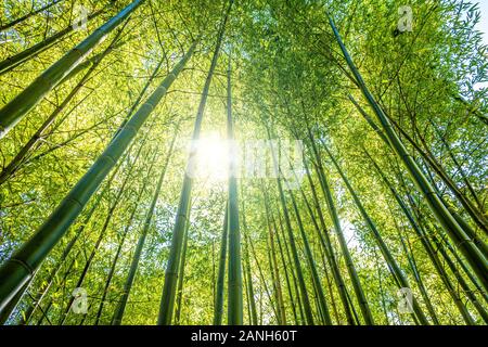 Looking up through bamboo trees canopy into the shining sun Stock Photo