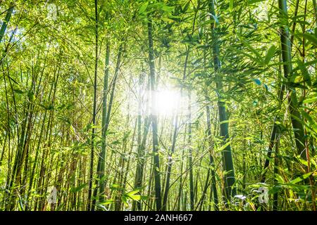 Sun shining through bamboo trees in a forest Stock Photo