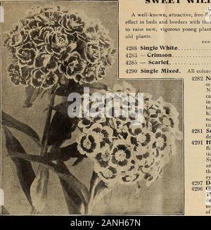 Dreer's mid-summer list 1918 . oz., 30 cts 10 4052 Cyanea alba. A pure white flowering form, identical to the pop-ular blue variety in every way except color. J^ oz., 40 cts 10 4060 Cyanea Mixed. Containing many new colors. 2 pkts. 25 cts.. 15 For complete list and Cultural Notes see our Garden Book for 1918 HENRY A. DREER, PHILADELPHIA—FLOWER SEEDS 23. SWEET l^VILLIAM (Dianthus Barbatus) (London Tufts IA well-known, attractive, free-flowering hardy perennial, producing a splendideffect in beds and borders with their rich and varied flowers. It is much belterto raise new, vigorous young plants Stock Photo