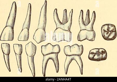 Principles and practice of operative dentistry . of the median line ...