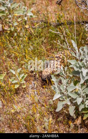 Gila monster in the Sonoran Desert. Stock Photo