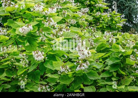 Catalpa bignonioides 'Pulverulenta', France, Loiret, Orleans, Orleans-la-Source, the parc floral de la Source // Catalpa bignonioides 'Pulverulenta', Stock Photo