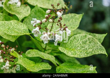 Catalpa bignonioides 'Pulverulenta', France, Loiret, Orleans, Orleans-la-Source, the parc floral de la Source // Catalpa bignonioides 'Pulverulenta', Stock Photo