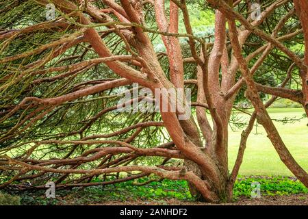 Scots pine 'Watereri', Pinus sylvestris 'Watereri', trunks, France, Loiret, Orleans, Orleans-la-Source, the parc floral de la Source // Troncs de pin Stock Photo